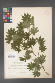 Acer pseudo-sieboldianum [KOR 11539]
