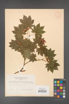 Acer pseudo-sieboldianum [KOR 11544]