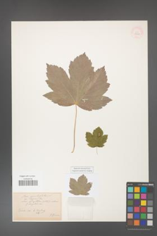 Acer pseudoplatanus [KOR 33577]
