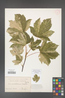 Acer pseudoplatanus [KOR 211]
