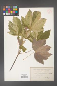 Acer pseudoplatanus [KOR 209]