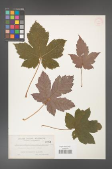 Acer pseudoplatanus [KOR 204]