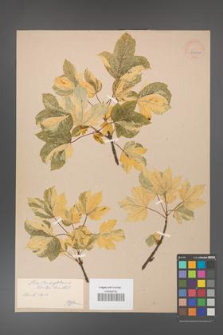 Acer pseudoplatanus [KOR 33582a]