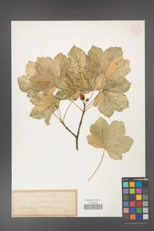 Acer pseudoplatanus [KOR 33582]