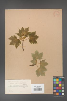 Acer pseudoplatanus [KOR 197]