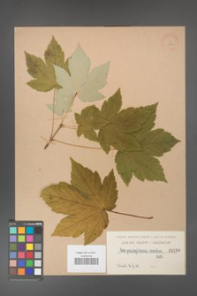 Acer pseudoplatanus [KOR 198]