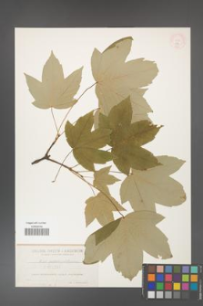 Acer pseudoplatanus [KOR 194]