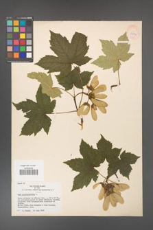 Acer pseudoplatanus [KOR 33574]