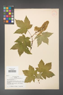 Acer pseudoplatanus [KOR 33573]