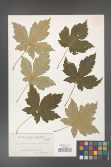 Acer pseudoplatanus [KOR 206]