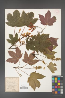 Acer pseudoplatanus [KOR 38588]