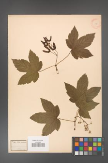 Acer pseudoplatanus [KOR 11483]