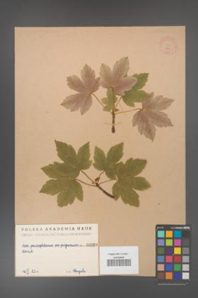 Acer pseudoplatanus [KOR 200]