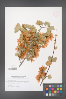 Acer sempervirens [KOR 53172]