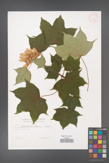 Acer cappadocicum [KOR 32239]