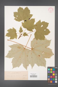 Acer pseudoplatanus [KOR 33663]