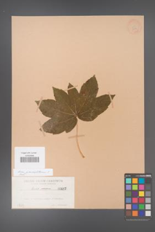 Acer pseudoplatanus [KOR 417]