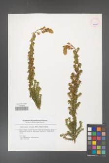 Adenocarpus viscosus [KOR 45408]