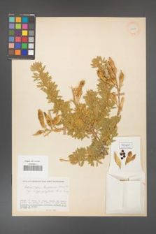Adenocarpus hispanicus [KOR 11596]
