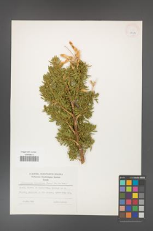 Adenocarpus hispanicus [KOR 25283]