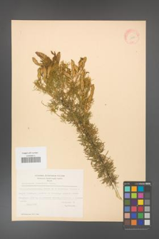 Adenocarpus decorticans [KOR 11597]