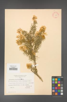 Adenocarpus decorticans [KOR 11598]