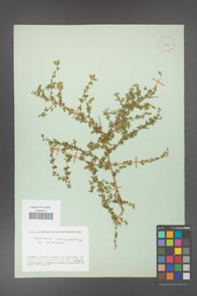 Adenocarpus complicatus [KOR 11606]