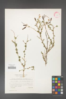 Adenocarpus complicatus [KOR 11600]