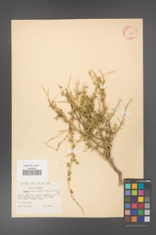 Adenocarpus complicatus [KOR 11603]