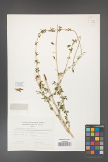 Adenocarpus complicatus [KOR 25279]