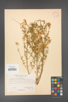 Adenocarpus complicatus [KOR 20937a]