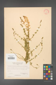 Adenocarpus complicatus [KOR 20938]