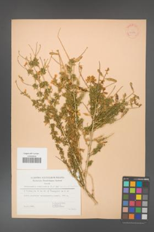 Adenocarpus complicatus [KOR 30071]