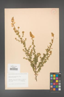 Adenocarpus aureus [KOR 11607]