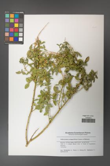 Adenocarpus anagyrifolius [KOR 50471]