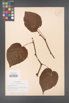 Actinidia chinensis [KOR 33687]