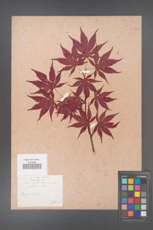 Acer palmatum [KOR 33533a]