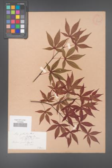 Acer palmatum [KOR 33530]