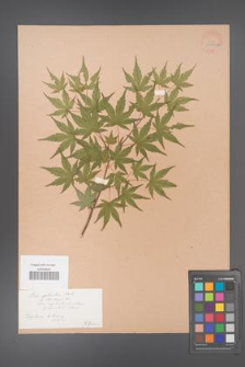 Acer palmatum [KOR 33529a]