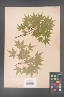 Acer palmatum [KOR 33529]