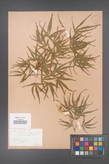 Acer palmatum [KOR 33518]