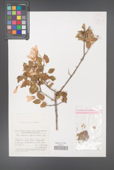 Acer semenovii [KOR 42900]