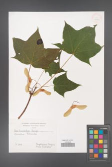 Acer truncatum [KOR 43892]