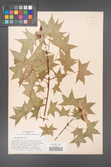 Acer truncatum [KOR 33649]