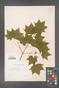 Acer truncatum [KOR 33647]