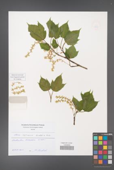 Acer rufinerve [KOR 49192]