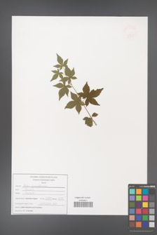 Acer pauciflorum [KOR 47539]