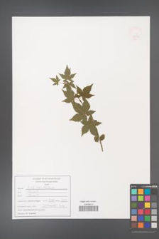 Acer pauciflorum [KOR 47571]