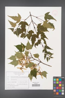Acer pectinatum [KOR 47558]