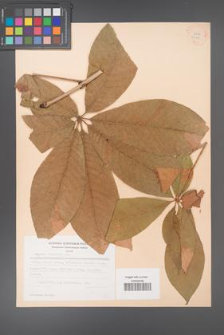 Aesculus chinensis [KOR 28199]